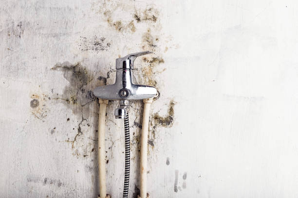 Best Toxic Mold Removal  in Garden Grove, CA