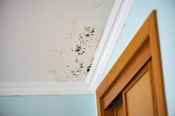 Best Mold Testing  in Garden Grove, CA