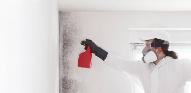 Best Mold Cleaning Services  in Garden Grove, CA