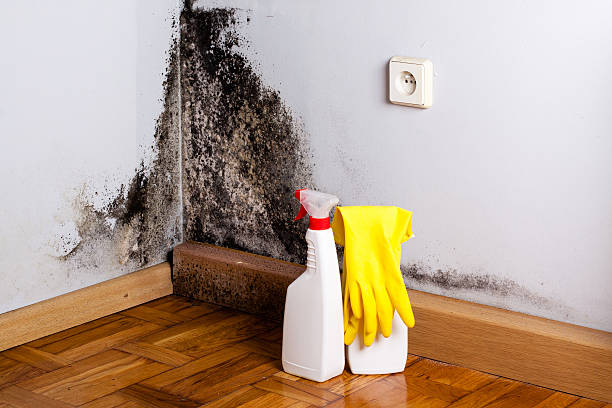 Best Home Mold Removal  in Garden Grove, CA
