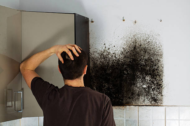 Best Mold Damage Repair  in Garden Grove, CA