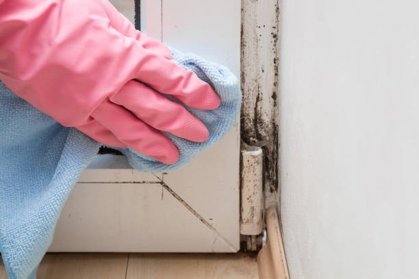 Crawl Space Mold Removal in Garden Grove, CA