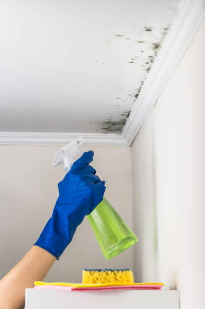 Best Commercial Mold Removal  in Garden Grove, CA