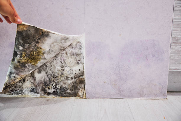 Mold Removal Process in Garden Grove, CA